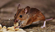 24 Hour & Emergency Exterminators in Hardwick, MA